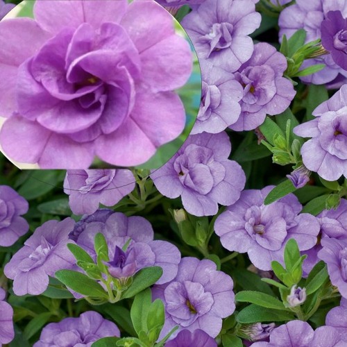 Calibrachoa Calita® 'Double Sky Blue' - Puispetuunia Calita® 'Double Sky Blue' P9/0,55L